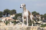 WHIPPET 249